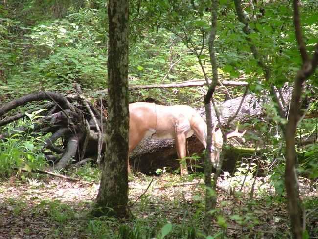 feeding_deer_lrg.jpg